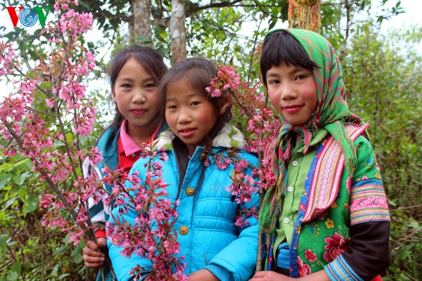 Spring flowers blossoming in northwestern region  - ảnh 4